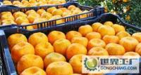湖北秭歸農產品商貿公司 用心守護每一顆新鮮水果的源頭美味